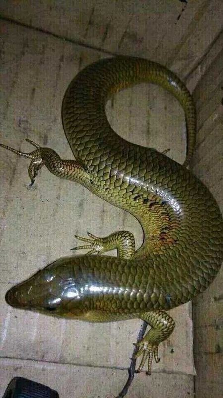 四川达州一深山河边(大巴山脉中、汉江上游),鱼