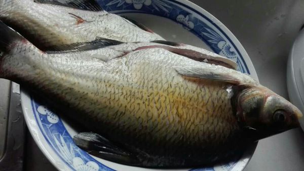 请问大家,今天晚上烧扁鱼,怎么时候才好吃啊谢谢!