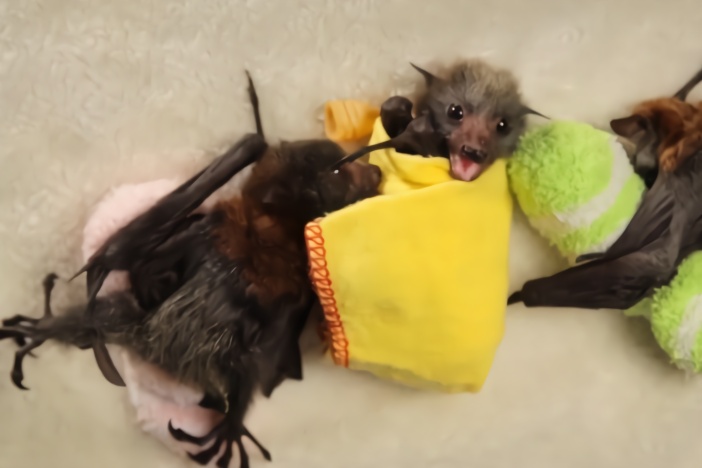 蝙蝠宝宝被主人悉心照顾,像一个襁褓中的婴儿,格外呆萌可爱