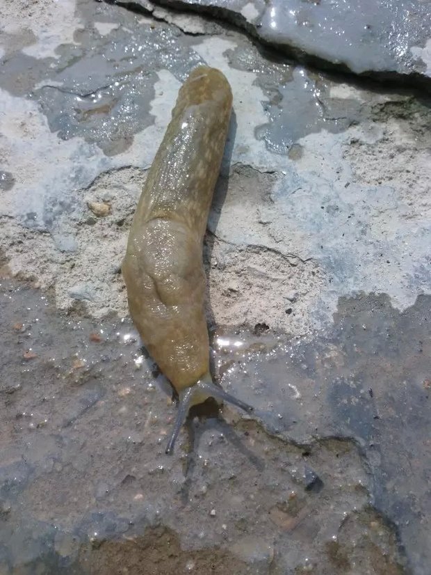 这是什么神兽 , 没壳的蜗牛吗?