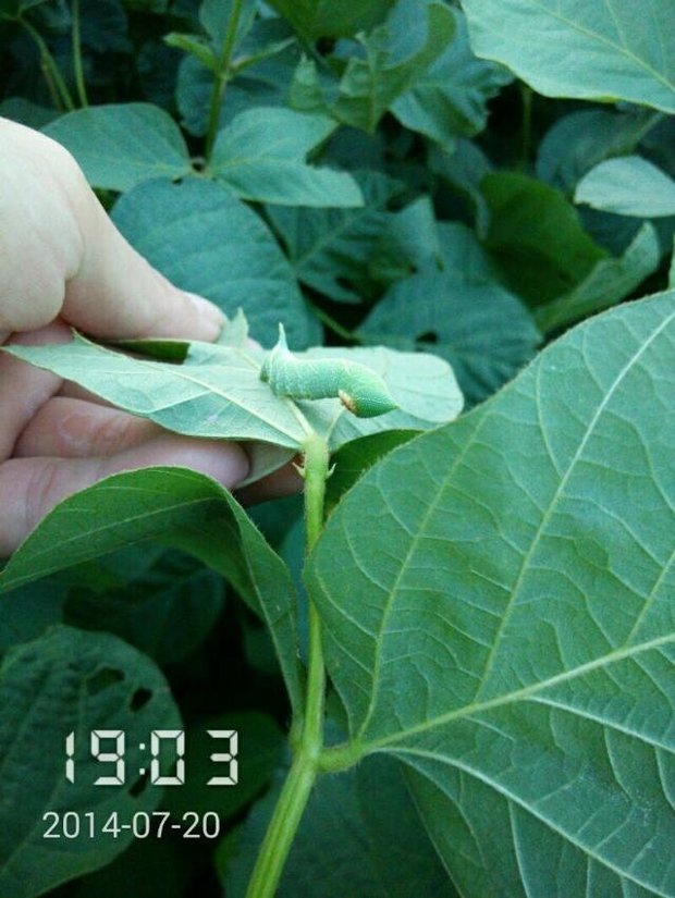 请问豆丹(大豆虫)有什么办法让它保存到十月一