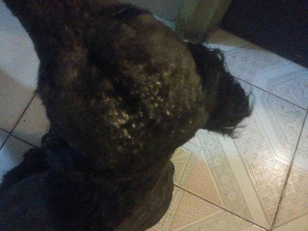 我们家狗狗头上长了好多痘痘,也不知道是痱子