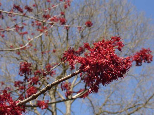712015-11-19 06:22 红花槭,学名acer rubrum,无患子科槭树属落叶乔木