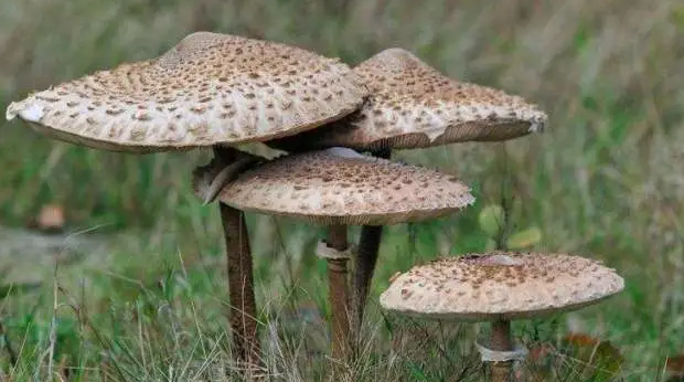 农村常见毒蘑菇 无毒图片