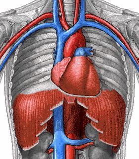 心肌和心脏的位置图片图片