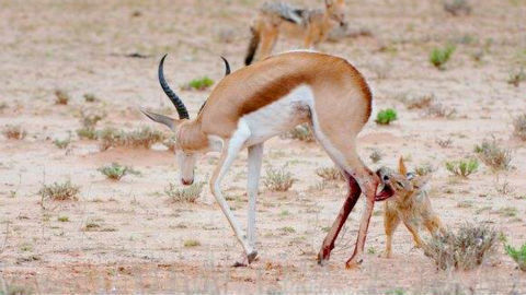 胡狼用奇招猎捕大自己好几倍的羚羊,太狡猾了