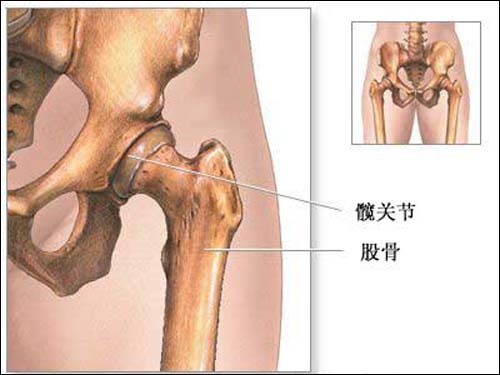 髋关节位置在哪个部位图片