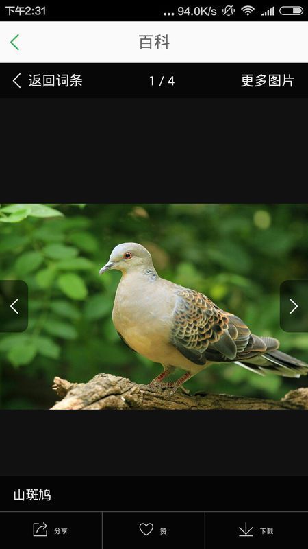 捉到一只飞不动的鸟,懂鸟人看看,这是什么鸟?多大了,吃什么?能养吗?