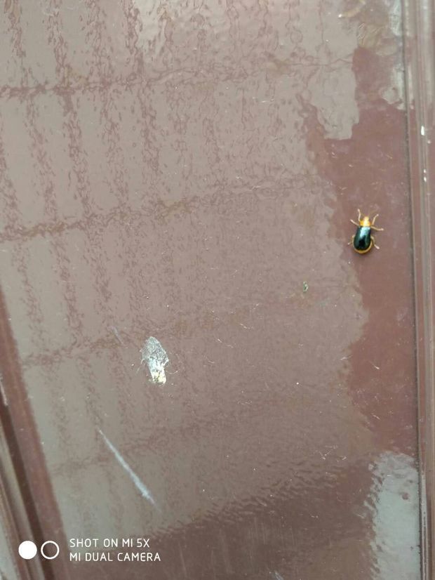 被一个虫子咬了,这是啥虫子疼死了,要不要紧