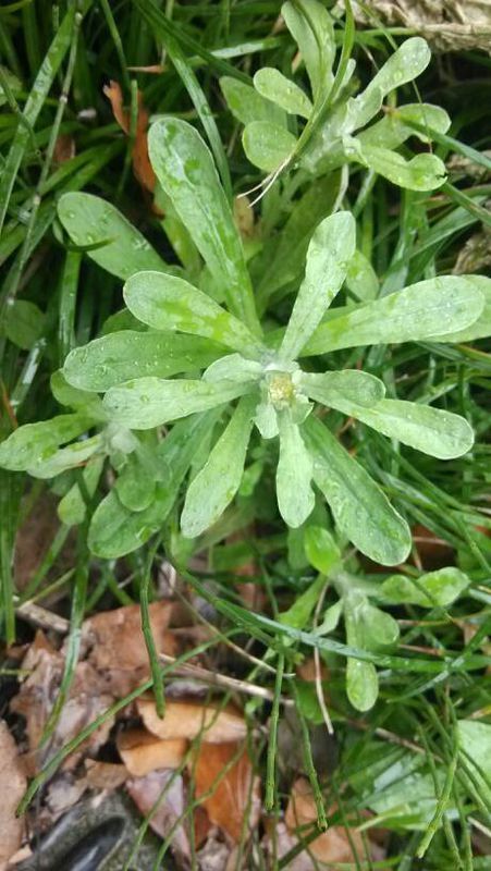 这是什么野菜怎么吃