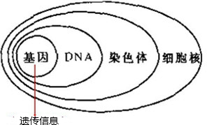 多细胞生物体内细胞是随机堆砌在一起的b.