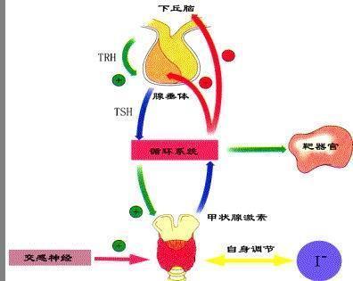 ⑴甲状腺激素是由甲状腺合成,储藏和释放的.