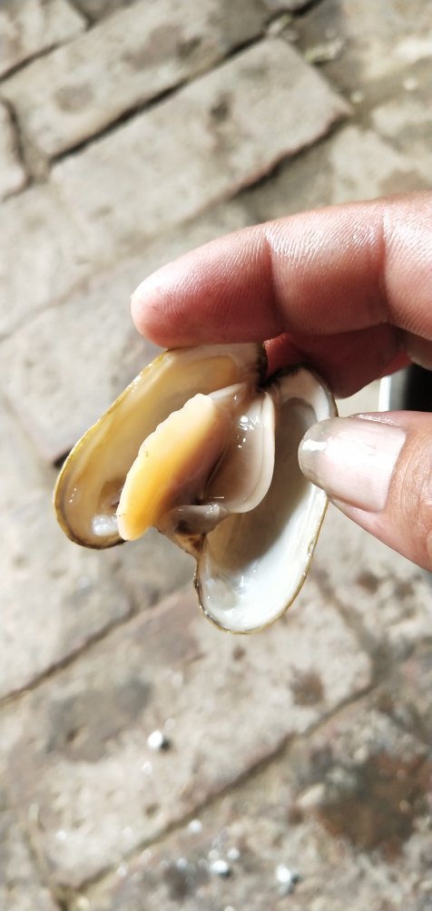 这种河贝叫什么可以吃吗?