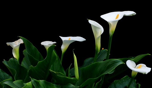 马蹄金花能否在室内栽培鸣?