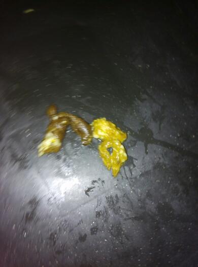 两个月的泰迪吃打虫药后拉出不知道是不是虫卵,了还要继续吃吗?