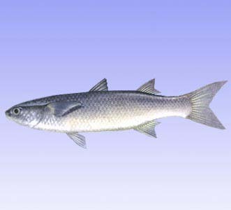 请问乌头鱼是什么?