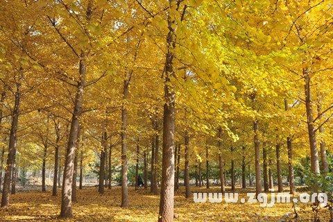 银杏树的寓意是什么?