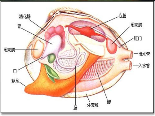 蚬子身体结构图解图片