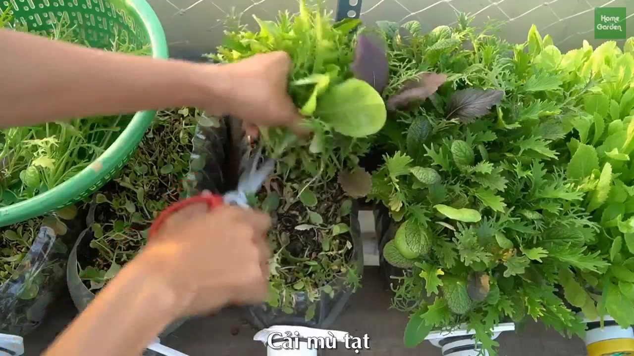 他用 塑料瓶在阳台 种菜,多到吃不完,每个人都可以学会!