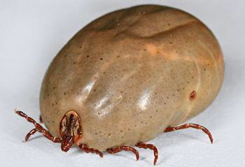 通称为硬蜱(pí),属硬蜱科;无盾板者,通称为软蜱,属软蜱科