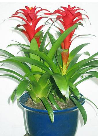 鸿运当头怎么浇水好?叶杯里内浇水正确么?