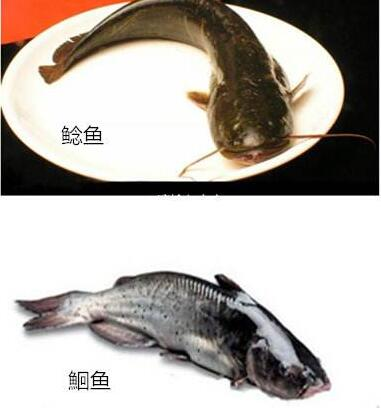 鲶鱼与梭边鱼区别图片图片