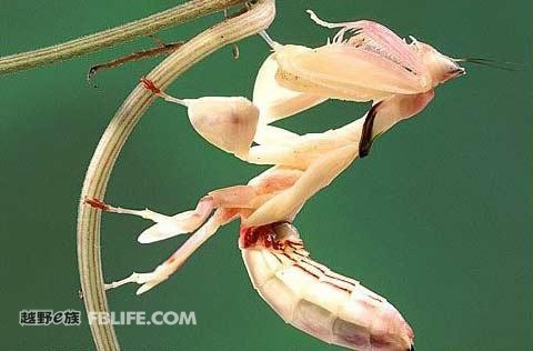 螳螂的繁殖方式图片