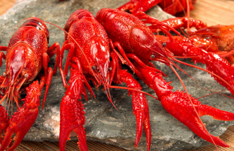 臭肚鱼能和虾混养吗?