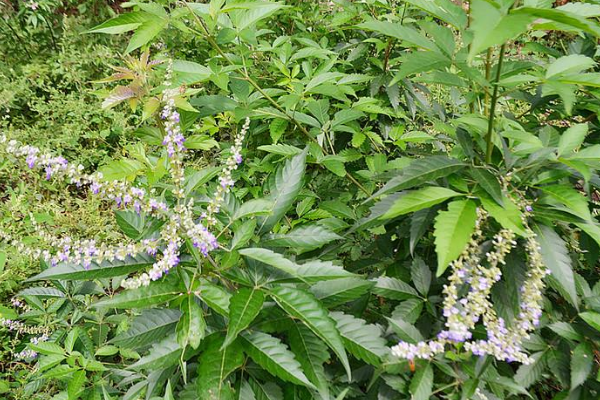 布惊叶是什么,在哪里才可以弄到