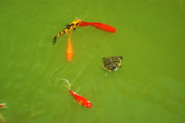 乌龟可以和鱼一起养吗?