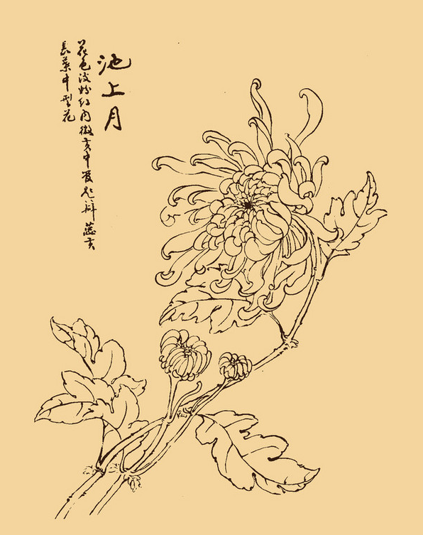 菊花简笔画怎么画_菊花简笔画画法_360问答