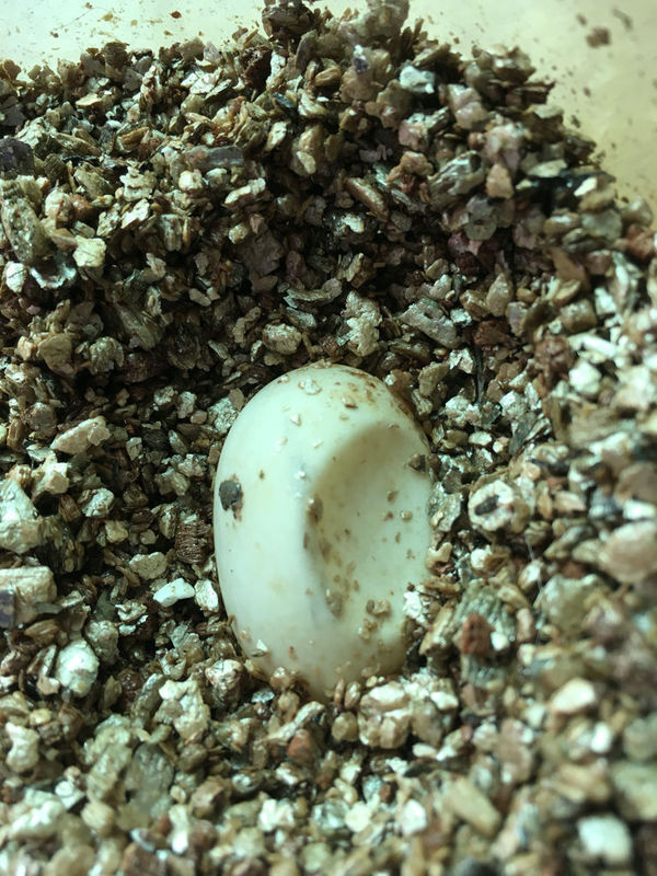 巴西龟受精蛋,在孵化的过程中越来越扁 从网上