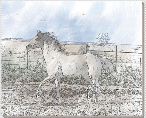 有什么软件能把照片涂成油画