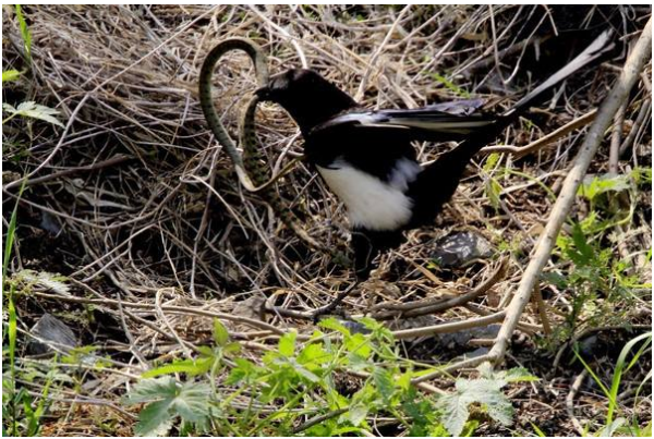 印度传统节日蛇节,关于蛇节的传说是哪个?