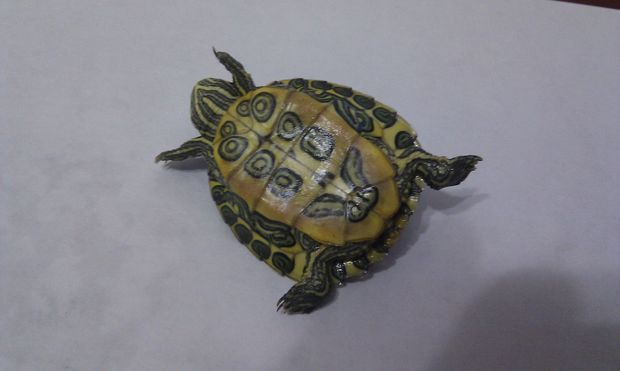 你好,腹部有铜钱花纹的乌龟是什么品种?
