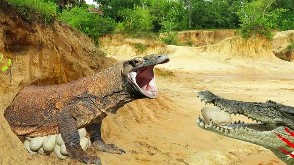 鳄鱼vs科莫多巨蜥