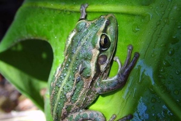 为什么在壮族民间,很多东西都与青蛙息息相关?