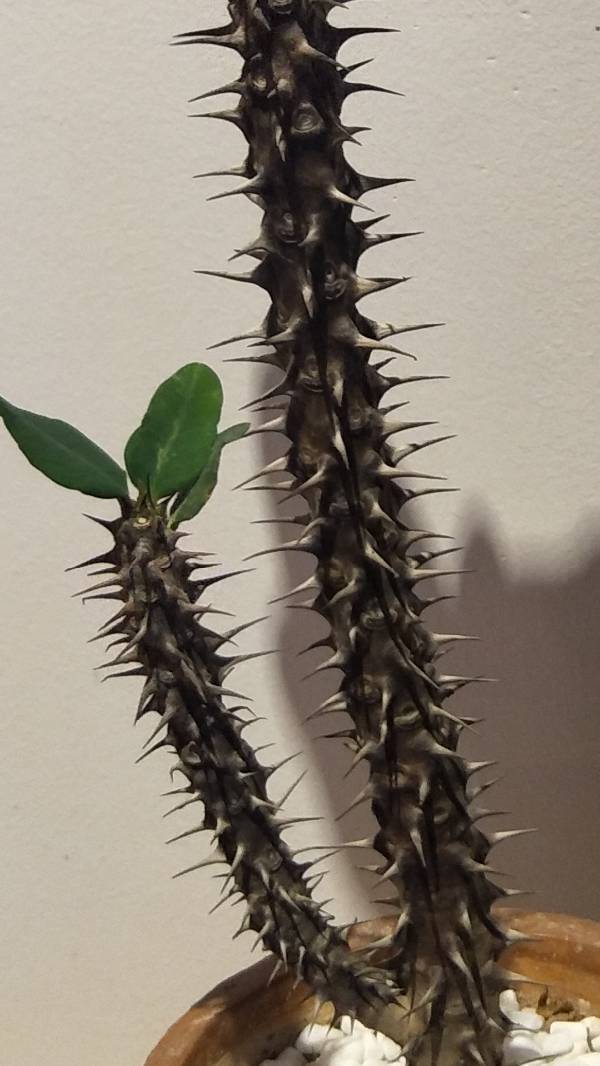 全身长刺.顶上有几片绿叶.