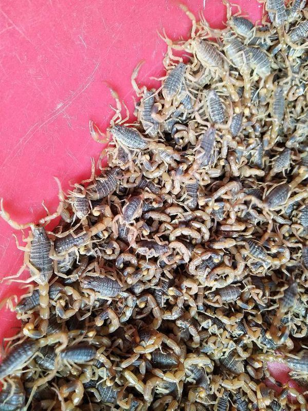 这种蝎子有人收购吗?