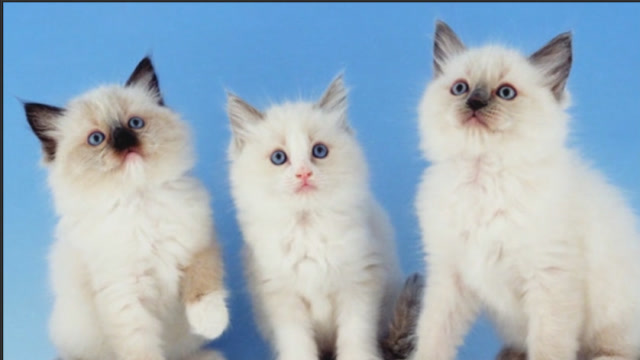 一眼望去, 伯曼猫和布偶好像相差不大,但实际区别很大