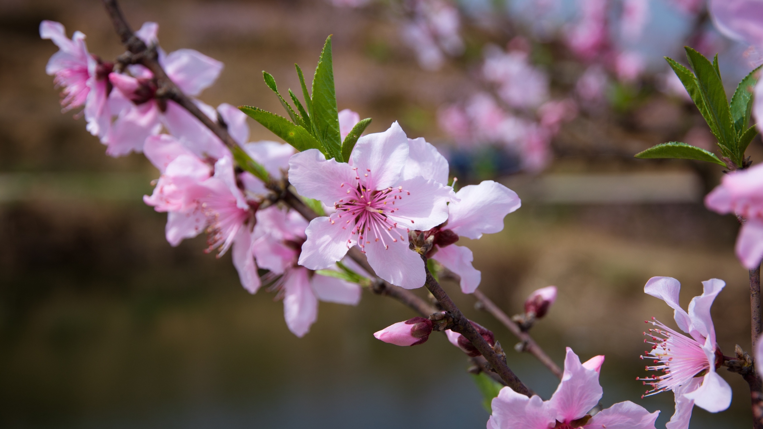 娇艳桃花花卉桌面壁纸[图6]