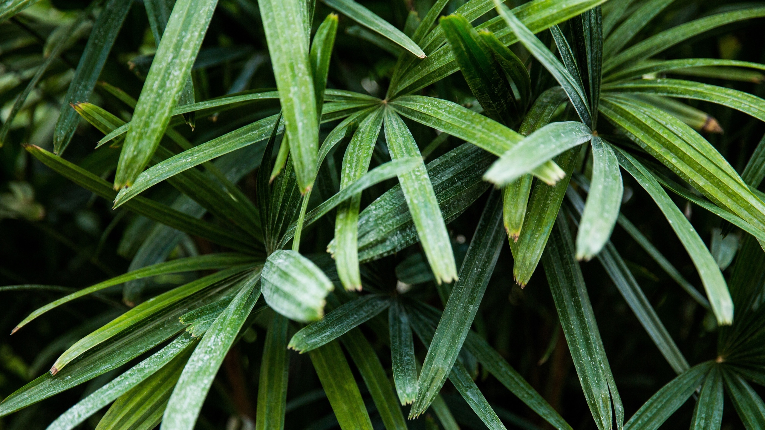 绿色的植物绿叶图片[图2]