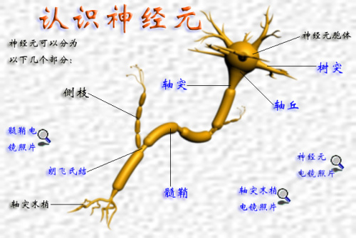 神经纤维,神经,神经元,神经末梢的关系与结构
