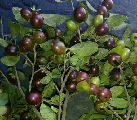 小果柿与岩柿的区别