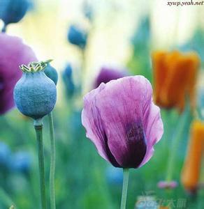 粉红色  罂粟花 白色,粉红色,红色,紫色或杂色    罂粟是制取鸦片