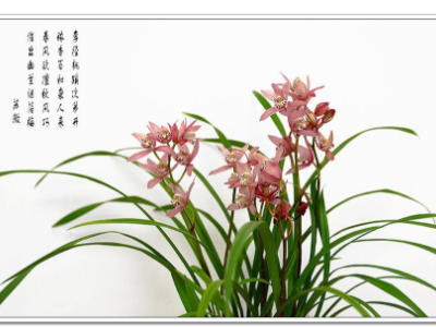 空谷幽兰般的女人是什么意思?_360问答