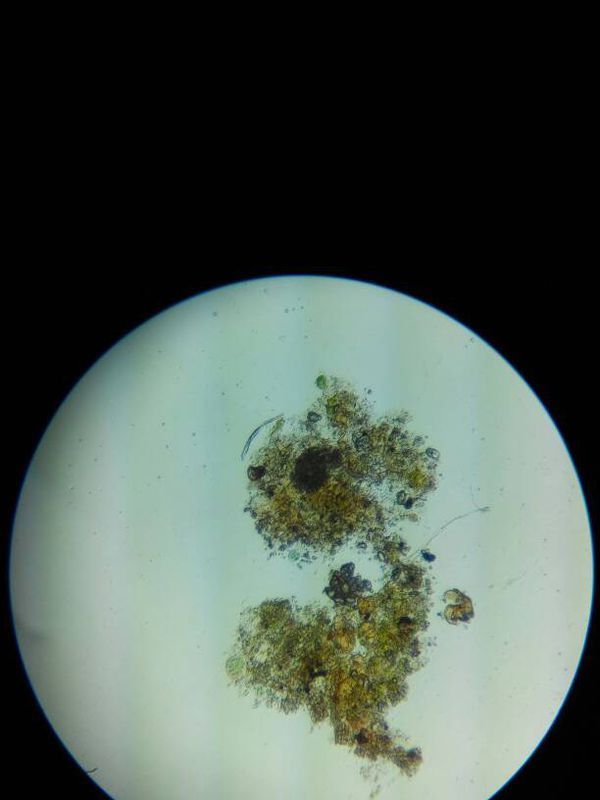 苔藓培养液,显微镜1000倍观察,请问 1,第一二张