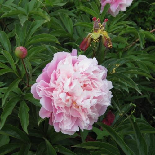 种(6个):银屏牡丹,凤丹,卵叶牡丹,矮牡丹,紫斑牡丹,四川牡丹 变种(1个