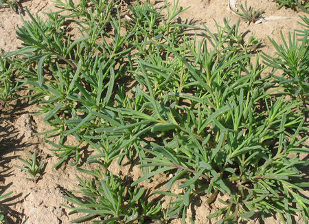 黄须菜,只有潍坊北部盐碱地才有!