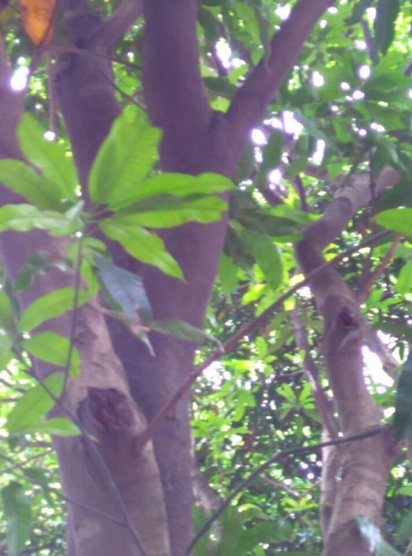 大家看看这是什么树?反正不是芒果树,但跟芒果